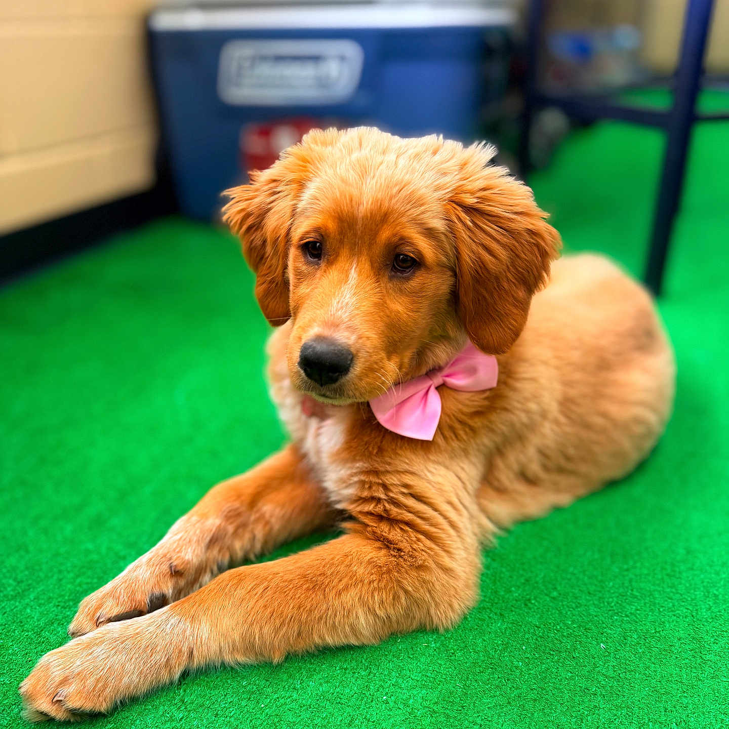 Millie joined the competition — help win amazing prizes! dog, puppy, golden_retriever, bow, pink_bow, indoor, carpet, green_carpet, animal, pet, cute, fluffy, laying_down, young_dog, fur, canine, domestic_animal, resting, collar, background_blur