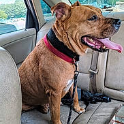 Rooster Dukes is registered to the contest to win money with this photo: animal, backseat, box, brown_dog, canine, car_interior, collar, daylight, dog, fur, happy, leash, pet, seat, seatbelt, tongue_out, trees_outside, umbrella, vehicle, window
