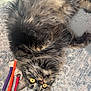 cat, tabby_cat, yellow_eyes, fluffy_fur, lying_down, upside_down, whiskers, carpet, colorful_sticks, indoor, pet, playful, close_up, animal, fur_texture, relaxed, cute, domestic_cat, soft_light, curious