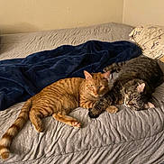 Hopi And Atom joined the competition — help win amazing prizes! bed, blanket, cat, cats, cozy, domestic_animal, feline, fluffy, furniture, gray_bedspread, indoor, orange_cat, pet, resting, sleepy, striped_cat, tabby_cat, two_animals, wall, yellow_wall