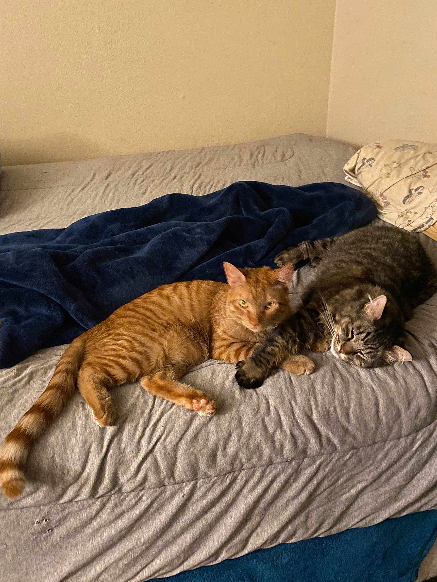 Hopi And Atom joined the competition — help win amazing prizes! bed, blanket, cat, cats, cozy, domestic_animal, feline, fluffy, furniture, gray_bedspread, indoor, orange_cat, pet, resting, sleepy, striped_cat, tabby_cat, two_animals, wall, yellow_wall
