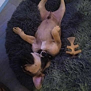 Vin'S participe au concours pour gagner de l'argent avec cette photo : animal, ball, canine, cat, chihuahua, couch, cushion, dog, dogbed, furniture, homedecor, hound, indoors, person, pet, puppy, sleeping, sport, tennis, tennisball