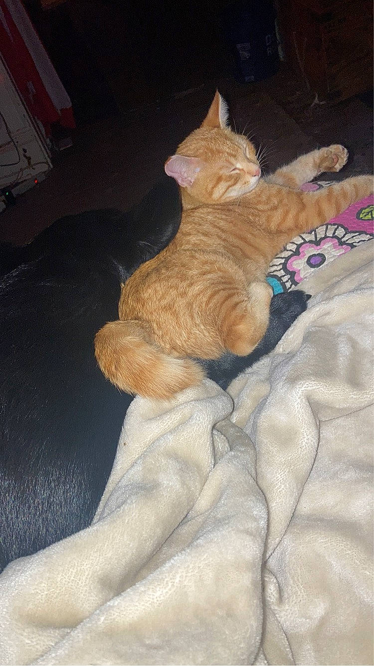 Tiger joined the competition — help win amazing prizes! bedding, carmine, carnivore, cat, claw, comfort, domestic_short_haired_cat, fawn, felidae, flooring, foot, fur, human_leg, linens, paw, small_to_medium_sized_cats, snout, tail, whiskers, wood