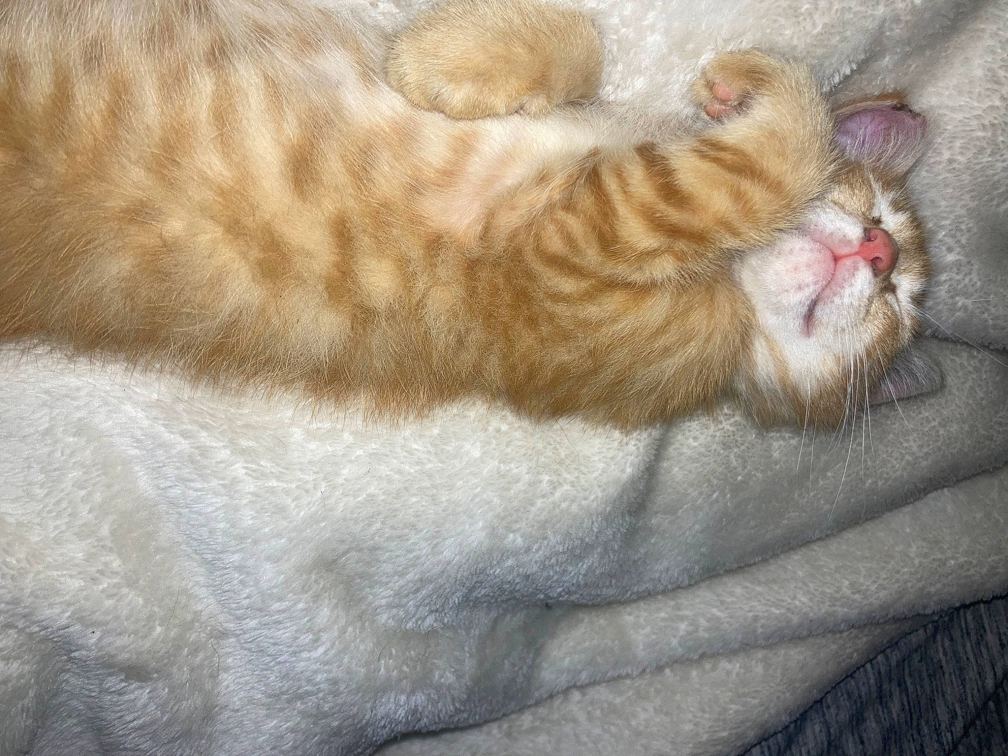 Tiger joined the competition — help win amazing prizes! blanket, carnivore, cat, cat_bed, claw, comfort, domestic_short_haired_cat, felidae, fur, linens, nap, paw, sleep, small_to_medium_sized_cats, tail, terrestrial_animal, whiskers