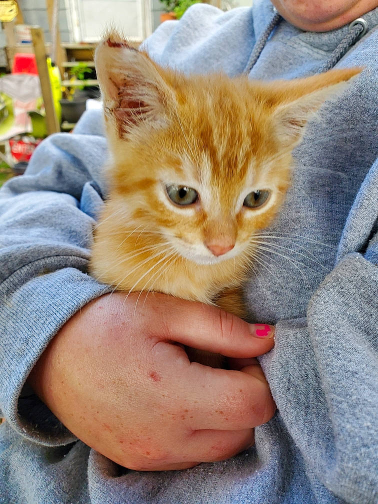 Tiger is registered to the contest to win money with this photo: carnivore, cat, claw, domestic_short_haired_cat, ear, fawn, felidae, fur, gesture, nail, paw, shelf, sitting, small_to_medium_sized_cats, snout, whiskers