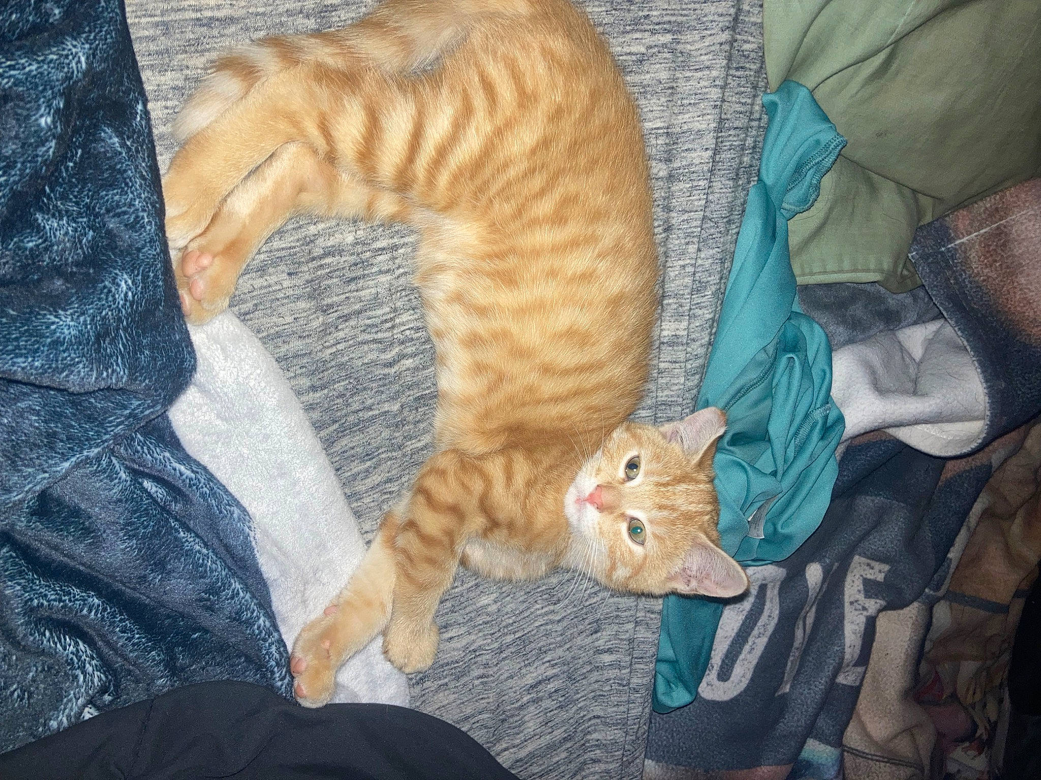 Tiger joined the competition — help win amazing prizes! carnivore, cat, claw, comfort, domestic_short_haired_cat, fawn, felidae, foot, fur, lap, nap, paw, small_to_medium_sized_cats, snout, tail, terrestrial_animal, whiskers, wood