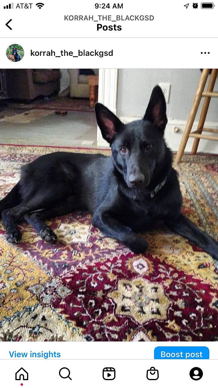 Korrah joined the competition — help win amazing prizes! canidae, carmine, carnivore, carpet, comfort, companion_dog, dog, dog_breed, dog_supply, felidae, flooring, guard_dog, linens, paw, snout, sporting_group, stool, toy_dog, whiskers, working_animal