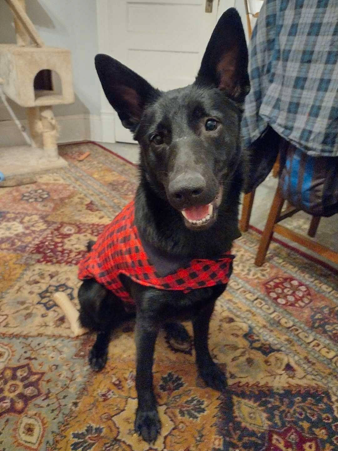 Korrah is registered to the contest to win money with this photo: canidae, carnivore, collar, companion_dog, dog, dog_breed, dog_collar, dog_supply, flooring, fur, guard_dog, pattern, plaid, snout, sporting_group, tail, tartan, whiskers, working_animal, working_dog