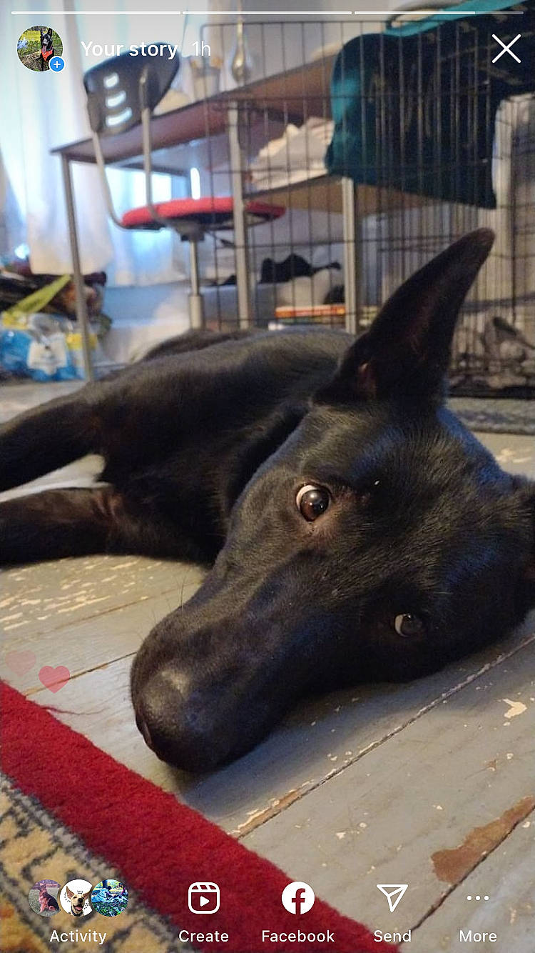 Korrah is registered to the contest to win money with this photo: canidae, carnivore, companion_dog, dog, dog_breed, fur, herding_dog, liver, snout, sporting_group, whiskers, working_animal, working_dog