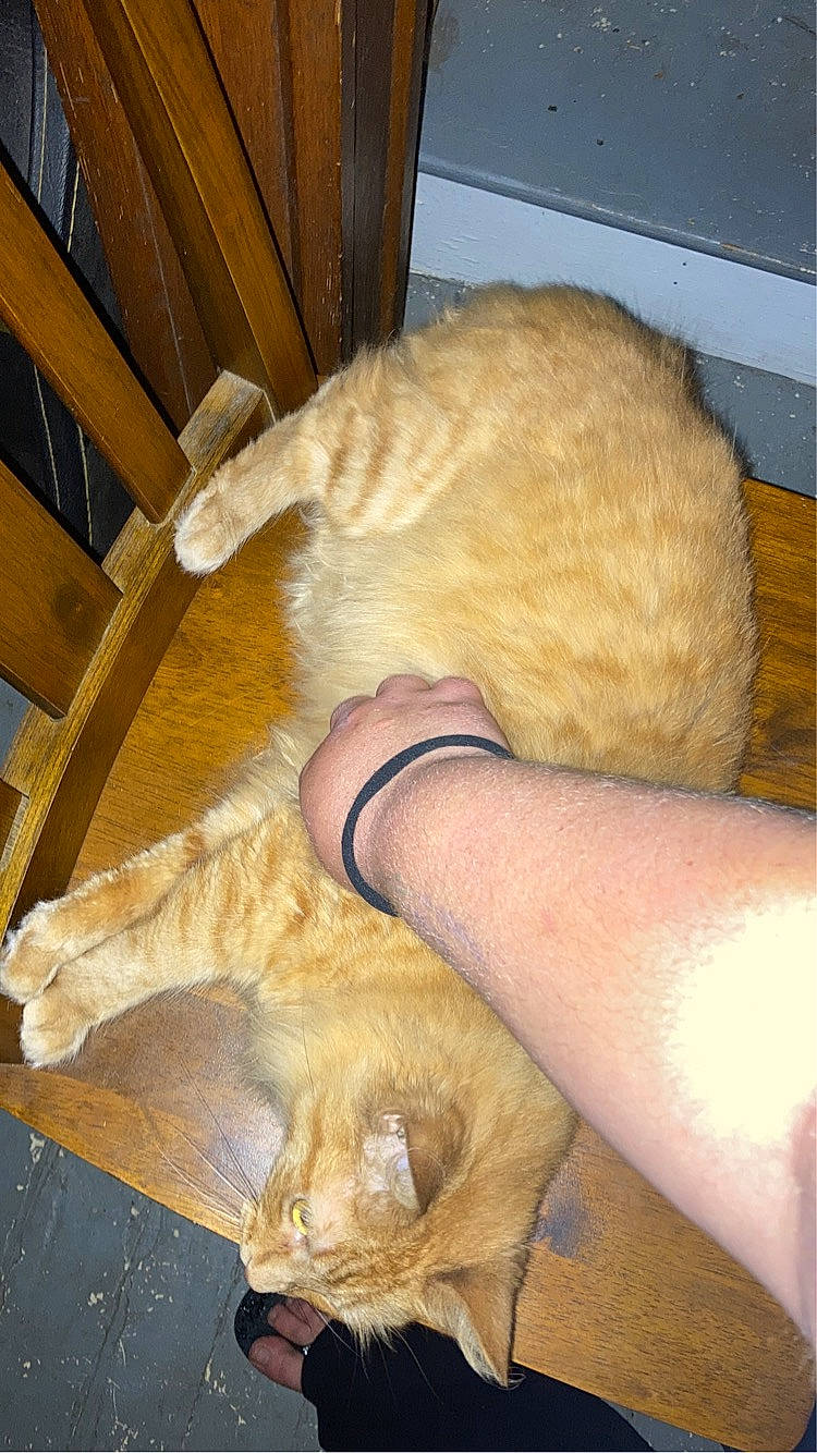 Lily joined the competition — help win amazing prizes! animal_shelter, carnivore, cat, claw, comfort, domestic_short_haired_cat, ear, fawn, felidae, fur, hardwood, human_leg, nap, paw, pet_supply, small_to_medium_sized_cats, snout, tail, whiskers, wood