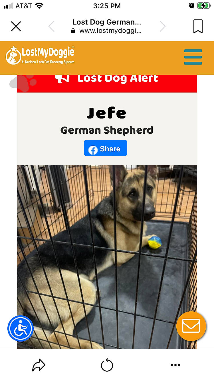 Lily joined the competition — help win amazing prizes! cage, carnivore, companion_dog, dog, dog_breed, dog_supply, fawn, fence, font, fur, internet_meme, paw, pet_supply, photo_caption, product, publication, screenshot, snout, terrestrial_animal, wildlife