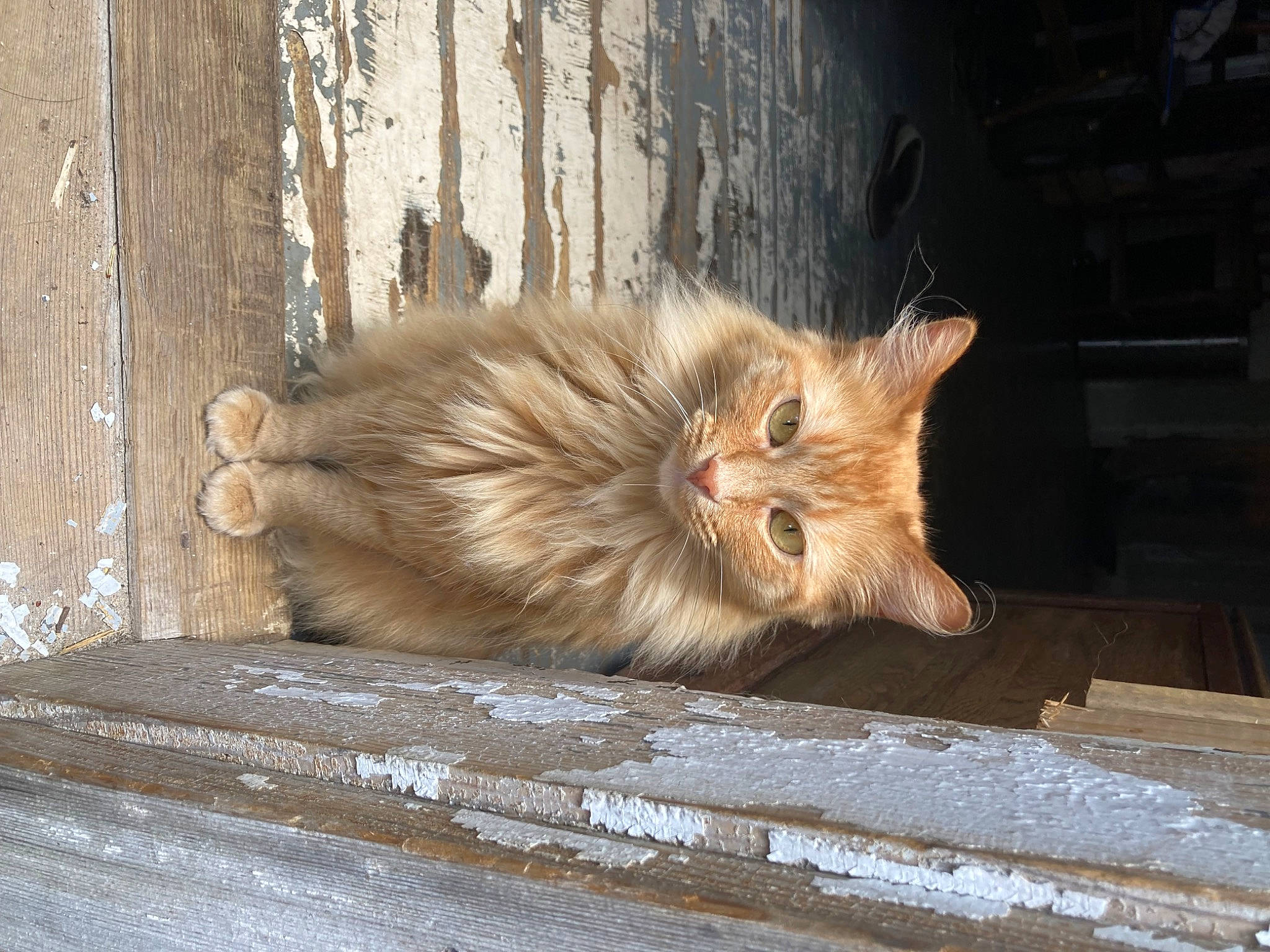 Lily joined the competition — help win amazing prizes! carnivore, cat, claw, domestic_short_haired_cat, eye, fawn, felidae, fur, hardwood, paw, sitting, small_to_medium_sized_cats, snout, tail, terrestrial_animal, trunk, whiskers, wildlife, window, wood