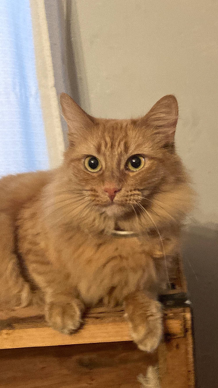 Lily joined the competition — help win amazing prizes! box, carnivore, cat, domestic_short_haired_cat, fawn, felidae, fur, paw, small_to_medium_sized_cats, snout, terrestrial_animal, whiskers, window, wood