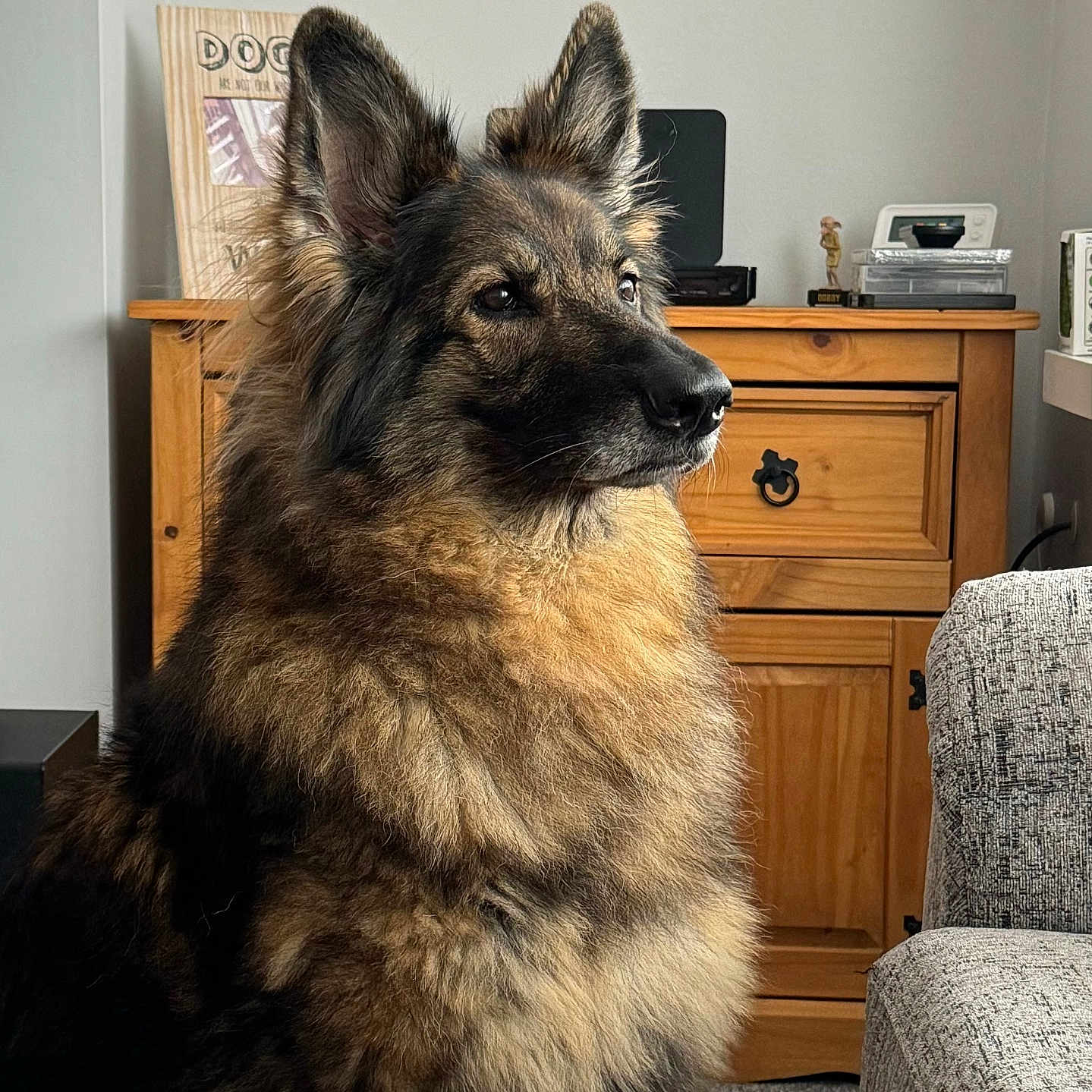 Wicca joined the competition — help win amazing prizes! animal, cabinet, canine, chair, couch, coyote, dog, drawer, furniture, germanshepherd, hardwood, indoors, interiordesign, person, pet, policedog, puppy, sideboard, table, wood