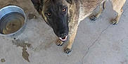 Kookie joined the competition — help win amazing prizes! dog, german_shepherd, canine, pet, animal, looking_up, water_bowl, concrete_floor, ears_up, brown_fur, black_fur, outdoor, domestic_animal, four_legs, paw, snout, tail, friendly, alert, standing