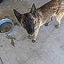 dog, german_shepherd, canine, pet, animal, looking_up, water_bowl, concrete_floor, ears_up, brown_fur, black_fur, outdoor, domestic_animal, four_legs, paw, snout, tail, friendly, alert, standing