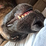 Kookie is registered to the contest to win money with this photo: dog, canine, face, teeth, close_up, lying_down, brown_fur, black_nose, tongue_not_visible, pet, animal, relaxed, couch, indoor, snout, whiskers, sleepy, fur_texture, playful, resting