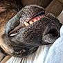 dog, canine, face, teeth, close_up, lying_down, brown_fur, black_nose, tongue_not_visible, pet, animal, relaxed, couch, indoor, snout, whiskers, sleepy, fur_texture, playful, resting
