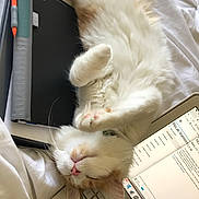 Whiskey joined the competition — help win amazing prizes! american_curl, asian, carnivore, cat, ear, felidae, fur, khao_manee, kitten, norwegian_forest_cat, paw, ragamuffin, ragdoll, small_to_medium_sized_cats, turkish_angora, turkish_van, whiskers