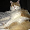 Whiskey is registered to the contest to win money with this photo: asian_semi_longhair, burmilla, carnivore, cat, domestic_long_haired_cat, fawn, felidae, fur, kitten, maine_coon, mammal, norwegian_forest_cat, ragdoll, small_to_medium_sized_cats, somali, tail, turkish_angora, turkish_van, vertebrate, whiskers
