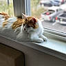 Whiskey joined the competition — help win amazing prizes! aegean_cat, carnivore, cat, felidae, fur, norwegian_forest_cat, ragamuffin, small_to_medium_sized_cats, turkish_van, whiskers, window