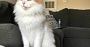 Whiskey is registered to the contest to win money with this photo: british_semi_longhair, carnivore, cat, domestic_long_haired_cat, fawn, felidae, fur, kitten, leg, maine_coon, mammal, norwegian_forest_cat, ragamuffin, sitting, small_to_medium_sized_cats, tail, turkish_angora, turkish_van, vertebrate, whiskers