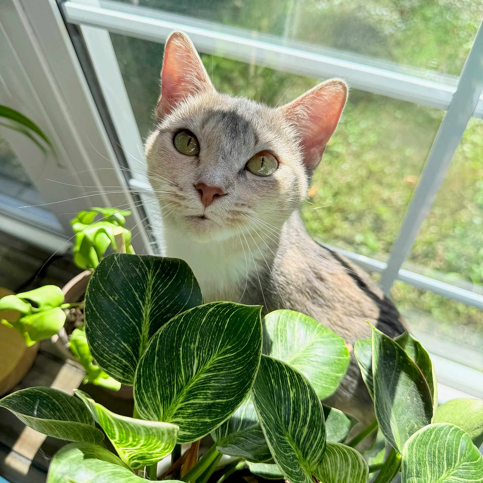 Nala