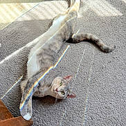 Nala joined the competition — help win amazing prizes! cat, animal, pet, indoor, carpet, sunlight, prism, rainbow, stretching, relaxed, feline, green_eyes, tail, paw, wooden_furniture, floor, tile, curious, cute, whiskers