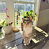 cat, indoor, table, plant, window, sunlight, shadow, lamp, wood, decor, pet, animal, curious, sitting, bright, greenery, home, cozy, feline, natural_light