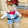 cat, costume, cowboy_hat, pet, indoor, animal, cute, funny, dress_up, floor, living_room, furniture, domestic_cat, whiskers, eyes, tail, playful, adorable, fabric, toy_arms