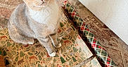 Nala joined the competition — help win amazing prizes! cat, green_eyes, wrapping_paper, holiday, festive, animal_print, roll_of_paper, gift_box, floor_rug, wood_floor, indoor, curious, sitting, looking_up, feline, domestic_cat, brown_gray_fur, white_chest, close_up, home