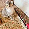 cat, green_eyes, wrapping_paper, holiday, festive, animal_print, roll_of_paper, gift_box, floor_rug, wood_floor, indoor, curious, sitting, looking_up, feline, domestic_cat, brown_gray_fur, white_chest, close_up, home