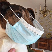 Isa participe au concours pour gagner de l'argent avec cette photo : dog, mask, indoor, face_mask, pet, animal, brown_and_white, ears, portrait, chandelier, wallpaper, furniture, hand, wooden_cabinet, humor, health, protection, close_up, expression, domestic