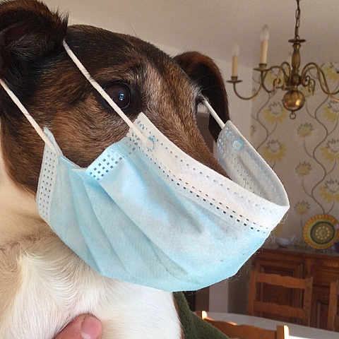 Isa participe au concours pour gagner de l'argent avec cette photo : dog, mask, indoor, face_mask, pet, animal, brown_and_white, ears, portrait, chandelier, wallpaper, furniture, hand, wooden_cabinet, humor, health, protection, close_up, expression, domestic