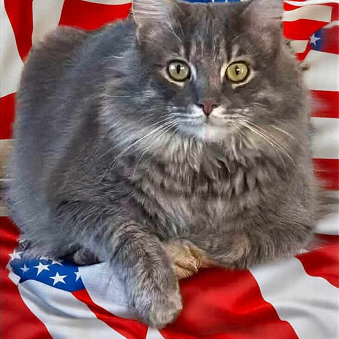 Gunner joined the competition — help win amazing prizes! alert, american_flag, animal, cat, close_up, domestic_cat, feline, flag_background, fluffy_cat, front_paws, fur, gray_cat, indoor, looking_at_camera, lying_down, pet, portrait, resting, stars_and_stripes, whiskers