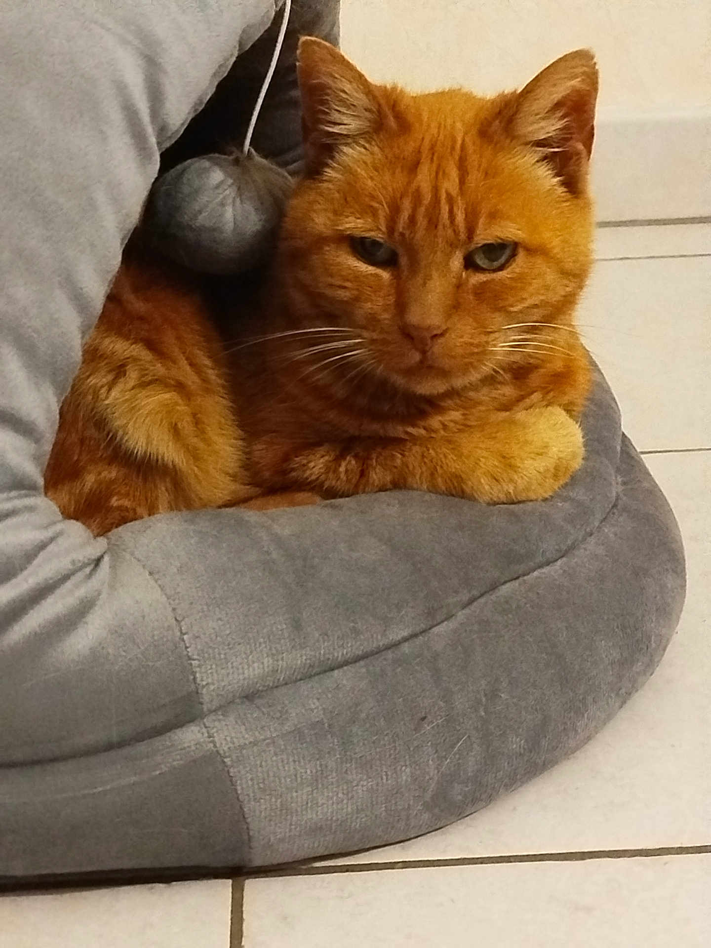 Friolo a rejoint le concours — aidez-le/la à gagner de superbes lots ! animal, cat, cozy, cute, domestic_cat, ears, face, fur, fur_texture, gray, home, indoor, orange_cat, pet, pet_bed, relaxed, resting, sleepy, tile_floor, whiskers