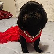 Gabby is registered to the contest to win money with this photo: dog, black_dog, small_dog, red_dress, pearl_necklace, heart_pendant, bed, pillows, indoor, pet, cute, fancy, animal, portrait, sitting, clothing, accessory, furniture, cozy, adorable