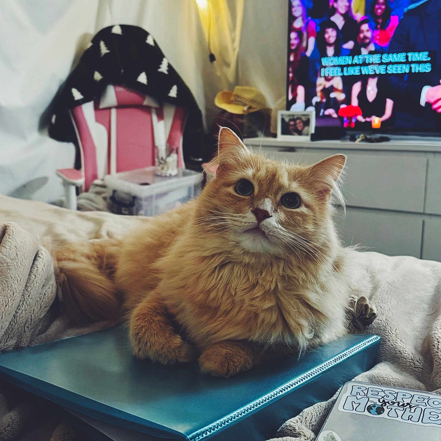 Nemo is registered to the contest to win money with this photo: adult, animal, book, cat, clothing, computer, electronics, face, furniture, glove, head, indoors, interiordesign, kitten, laptop, pc, person, pet, publication, table