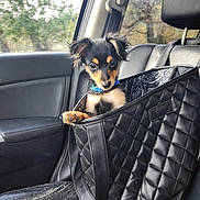 Fritz joined the competition — help win amazing prizes! puppy, dog, pet, car, car_seat, bag, black_bag, blue_collar, cute, small_dog, travel, window, leather_seat, interior, animal, canine, young_dog, looking, sitting, daylight