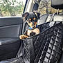 puppy, dog, pet, car, car_seat, bag, black_bag, blue_collar, cute, small_dog, travel, window, leather_seat, interior, animal, canine, young_dog, looking, sitting, daylight