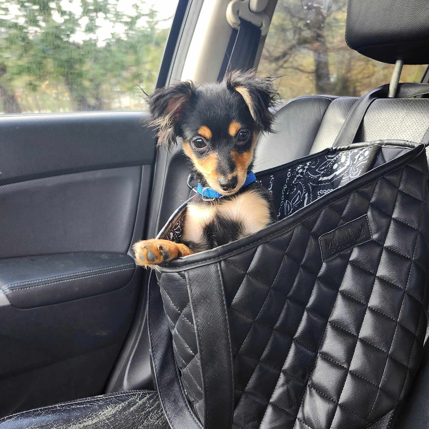 Fritz joined the competition — help win amazing prizes! animal, bag, black_bag, blue_collar, canine, car, car_seat, cute, daylight, dog, interior, leather_seat, looking, pet, puppy, sitting, small_dog, travel, window, young_dog