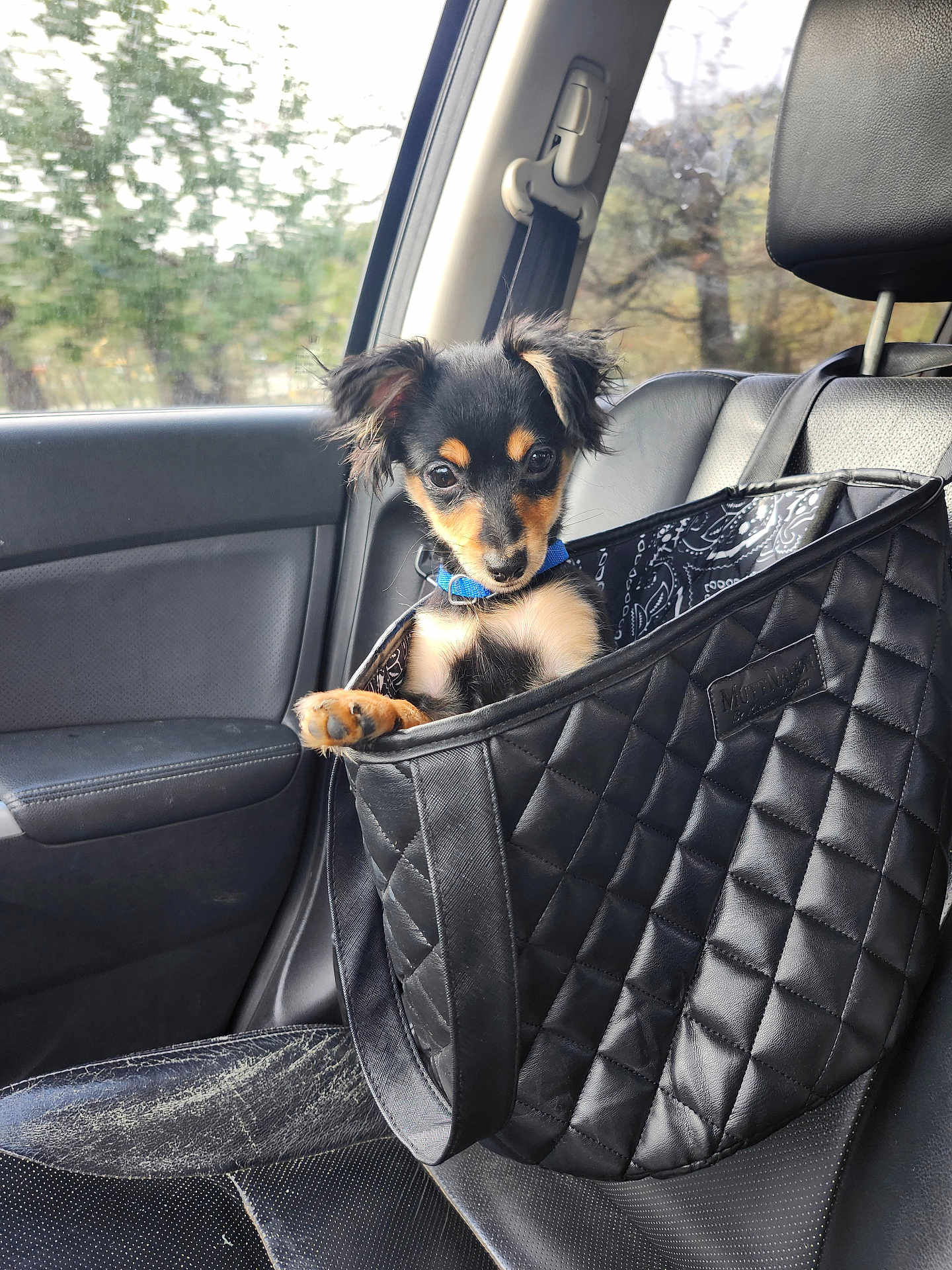 Fritz joined the competition — help win amazing prizes! puppy, dog, pet, car, car_seat, bag, black_bag, blue_collar, cute, small_dog, travel, window, leather_seat, interior, animal, canine, young_dog, looking, sitting, daylight