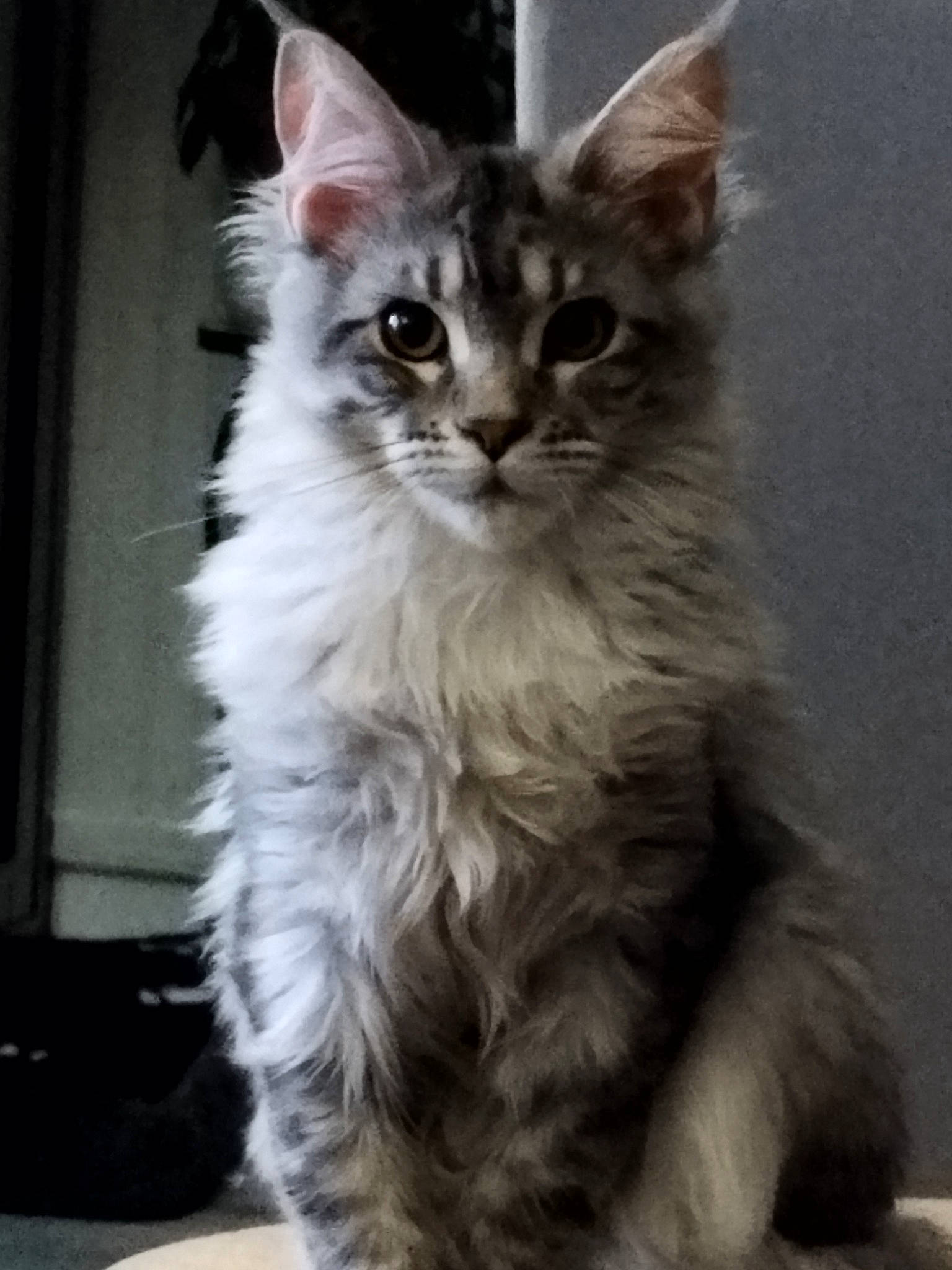 Urielle a rejoint le concours — aidez-le/la à gagner de superbes lots ! british_longhair, carnivore, cat, domestic_short_haired_cat, eye, felidae, fur, hair, head, iris, maine_coon, small_to_medium_sized_cats, snout, terrestrial_animal, whiskers