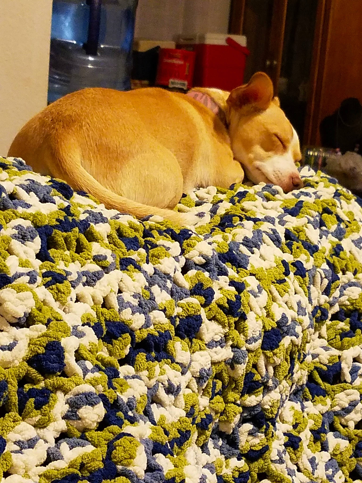 Apple joined the competition — help win amazing prizes! canidae, carnivore, dog, fawn, pembroke_welsh_corgi, snout, yellow