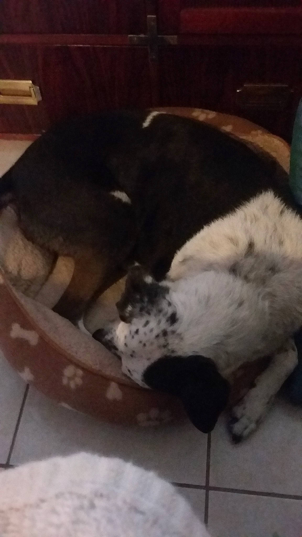 Rebel joined the competition — help win amazing prizes! basset_hound, canidae, carnivore, dog, dog_breed, nap, non_sporting_group, pointer, sporting_group, tail