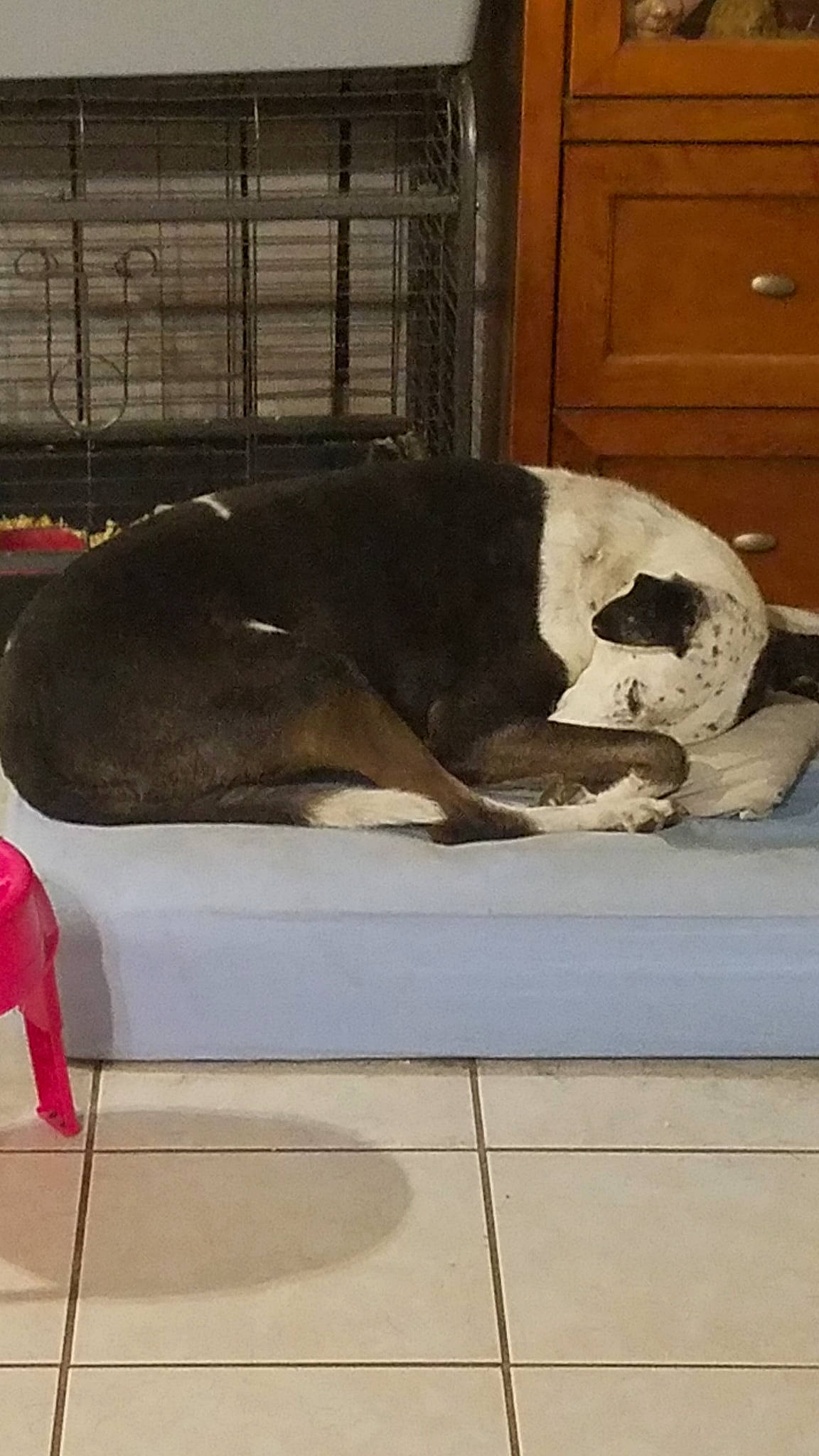 Rebel is registered to the contest to win money with this photo: canidae, carnivore, dog, dog_bed, dog_breed, furniture, great_dane, greyhound, guard_dog, lurcher, non_sporting_group, pointer, sporting_group, tail