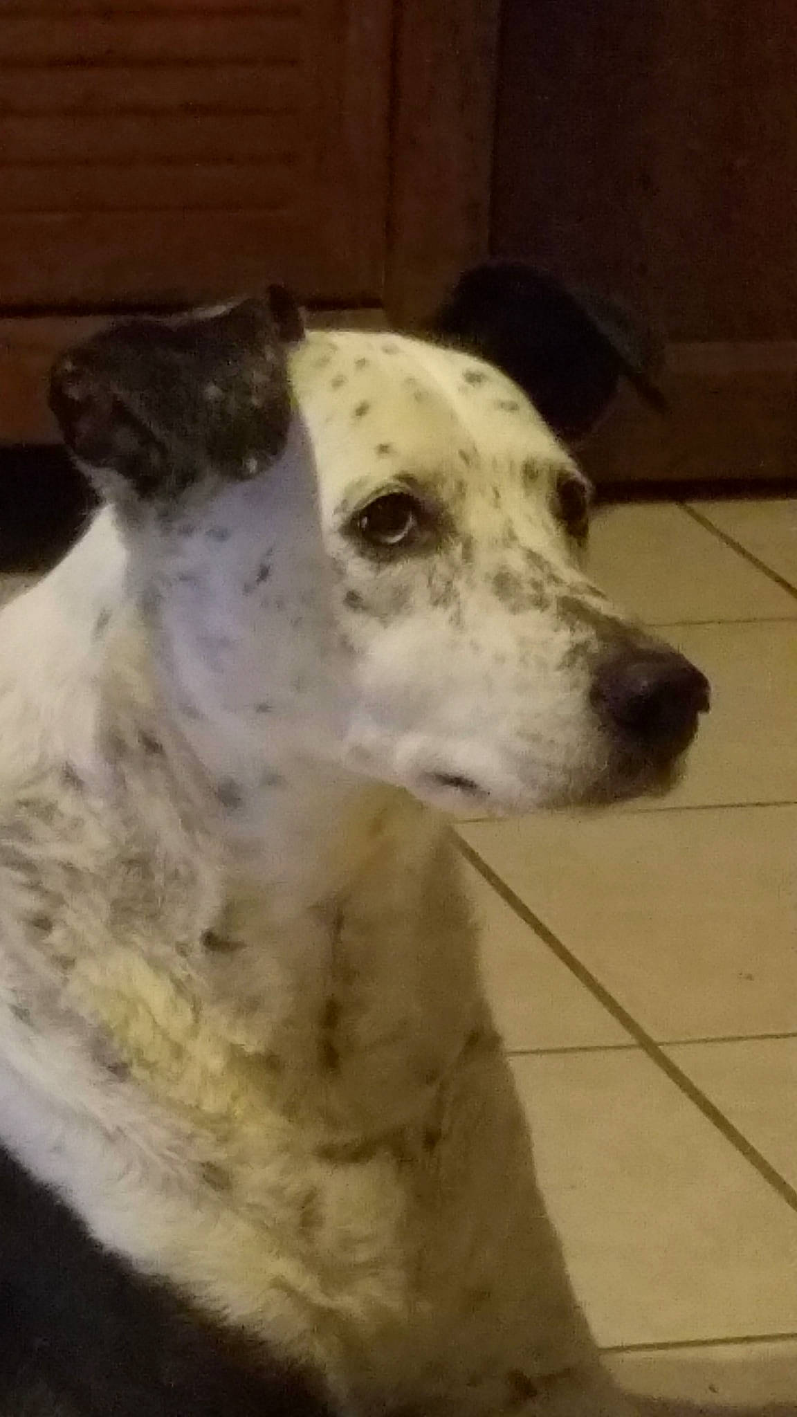 Rebel is registered to the contest to win money with this photo: canidae, carnivore, dalmatian, dog, dog_breed, great_dane, greyhound, mammal, non_sporting_group, nose, snout, sporting_group, vertebrate