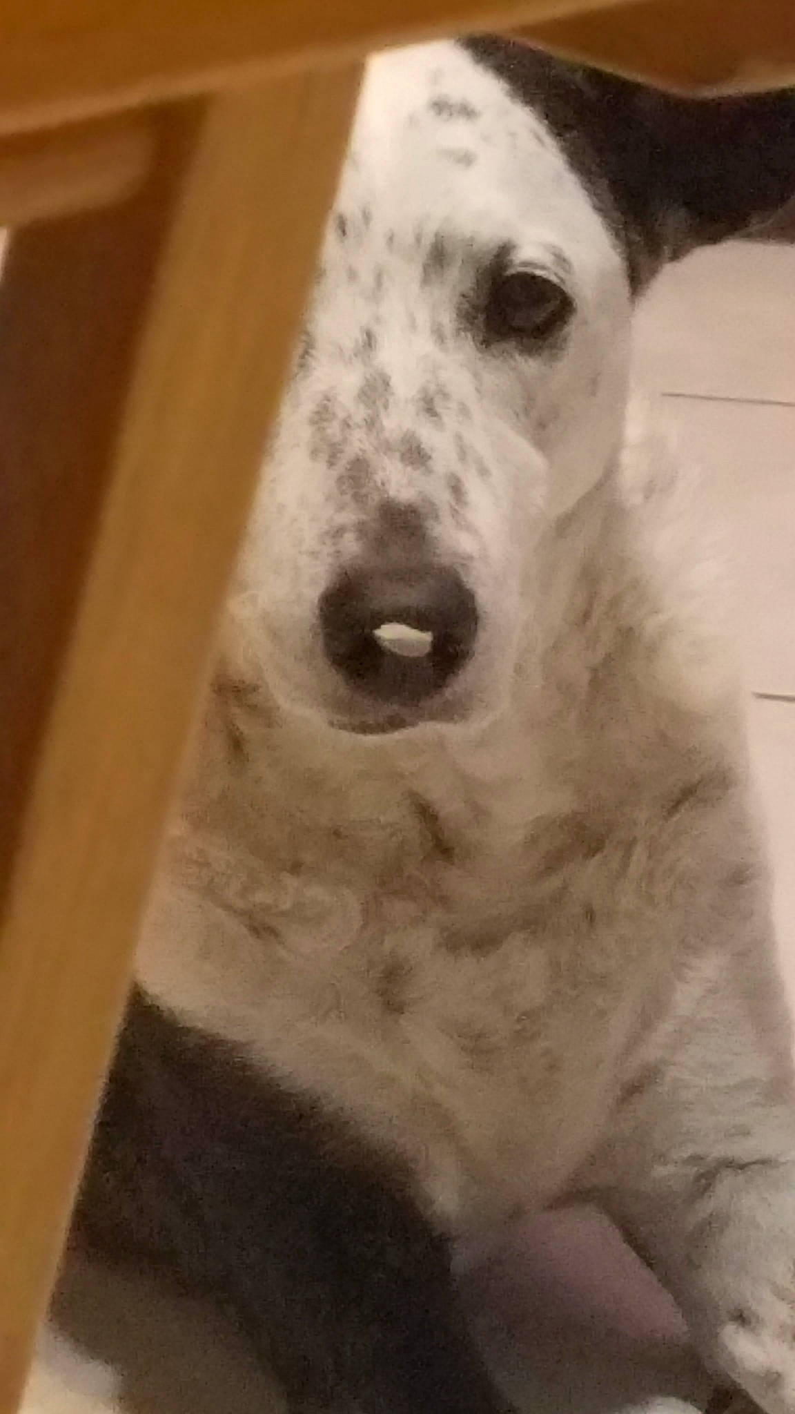 Rebel joined the competition — help win amazing prizes! canidae, carnivore, dog, dog_breed, mammal, non_sporting_group, nose, snout, sporting_group