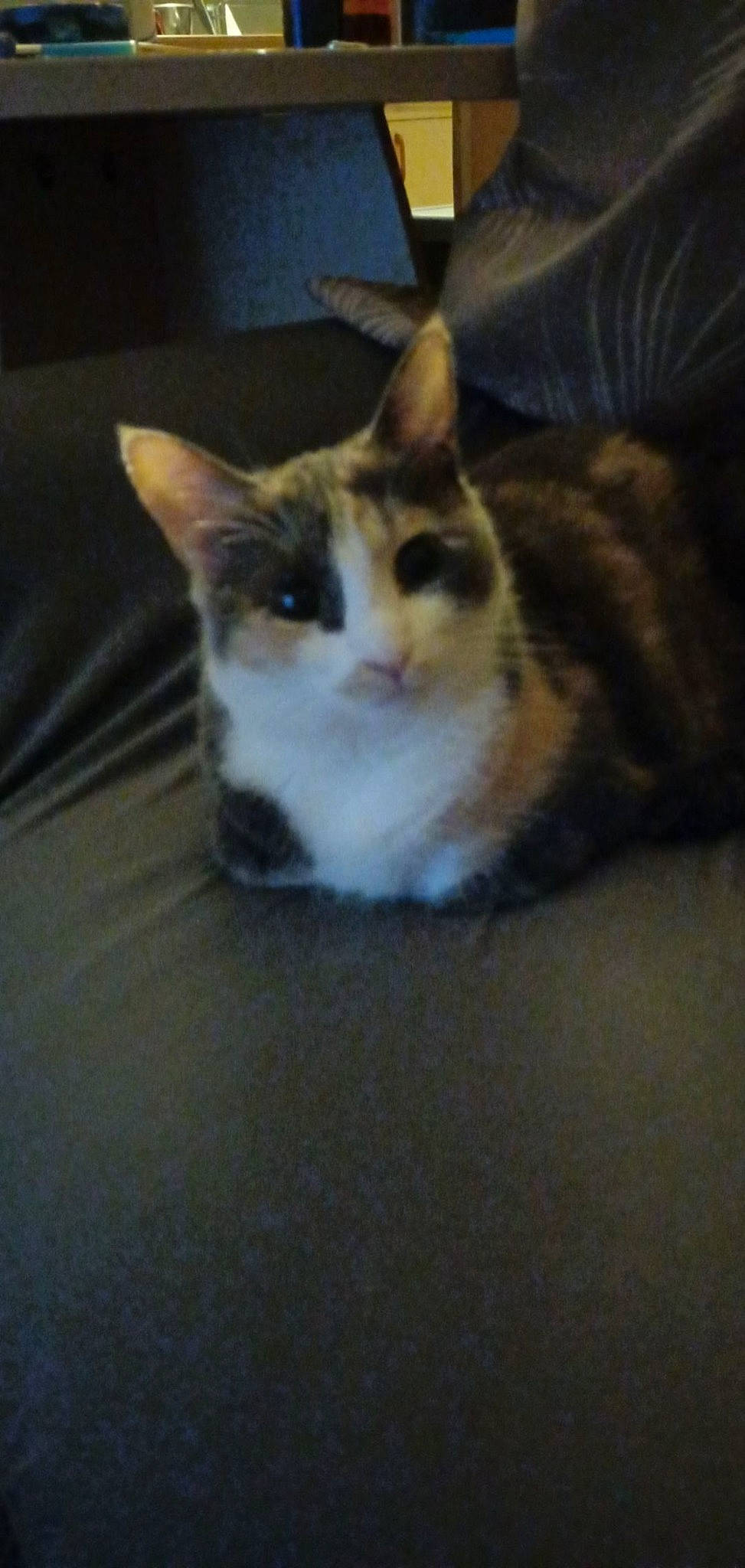 Plume participe au concours pour gagner de l'argent avec cette photo : box, carnivore, cat, domestic_short_haired_cat, door, ear, eye, felidae, flooring, fur, hardwood, head, human_body, iris, small_to_medium_sized_cats, snout, tail, whiskers, window, wood