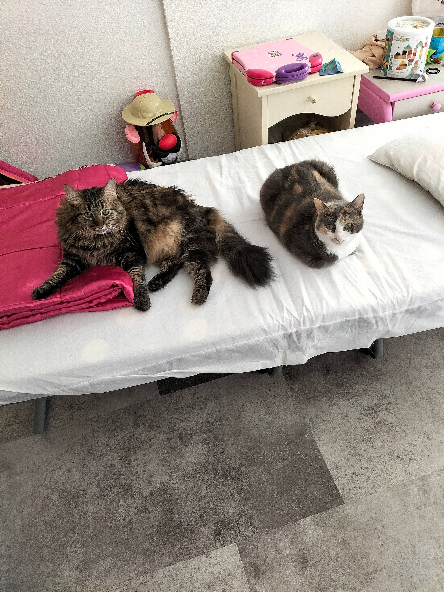 Plume a rejoint le concours — aidez-le/la à gagner de superbes lots ! bed, bedding, bedroom, carnivore, cat, comfort, felidae, floor, flooring, furniture, grey, interior_design, linens, mammal, small_to_medium_sized_cats, tail, textile, vertebrate, whiskers, wood